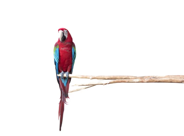 Vackra papegoja — Stockfoto