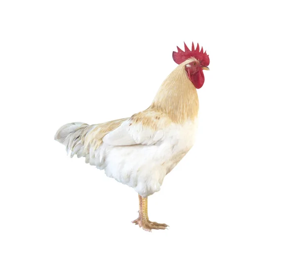 Курица на белом фоне — стоковое фото