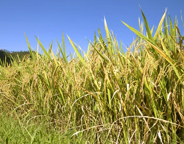 Рисовые поля Таиланда — стоковое фото