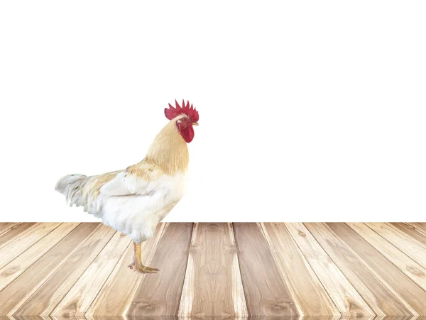 Csirke fehér alapon — Stock Fotó