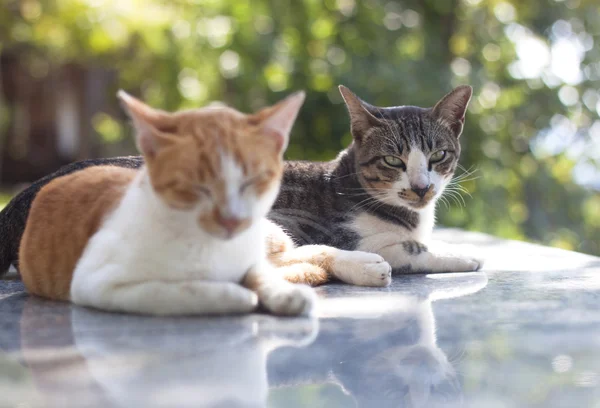 ペット猫のかわいいママ — ストック写真