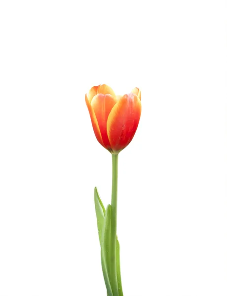 Red tulip flowers — Stock Photo, Image