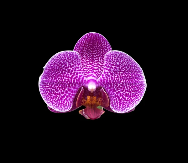 Flores de orquídeas frescas — Fotografia de Stock