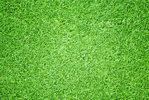 Campos de golfe gramado verde — Fotografia de Stock