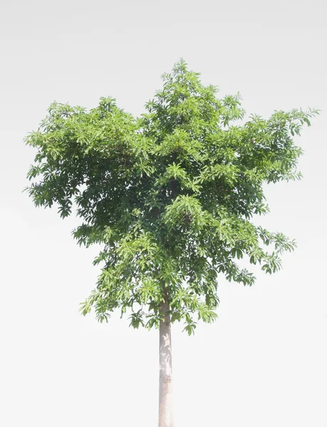 Zielone drzewa natura — Zdjęcie stockowe