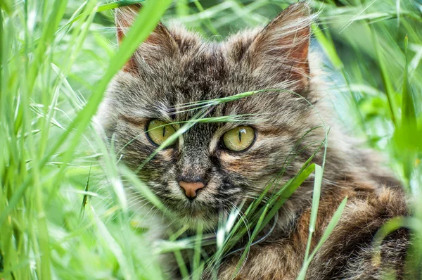 Gato na grama, gatos — Fotografia de Stock