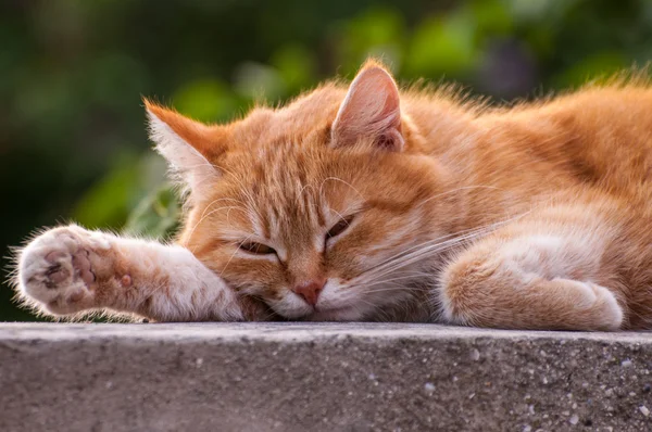 Gato na grama, gatos — Fotografia de Stock