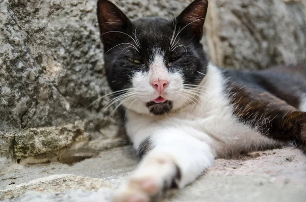 Montenegro, Gato preto e branco na rua — Fotografia de Stock