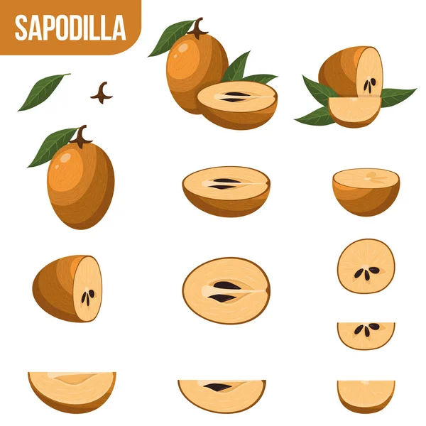 stock vector Sapodilla fruit sketch isolated icon. Vector botanical sketch design of whole or exotic tropical fruit manilkara zapota whole and cut with seeds for jam or juice dessert and farmer market