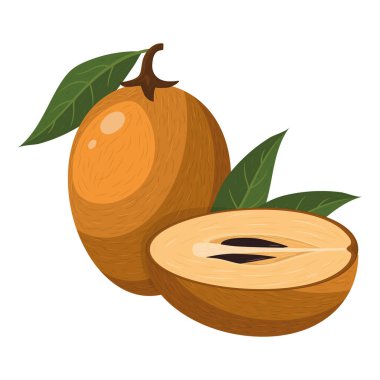 Beyaz arka planda izole edilmiş taze ve yarım kesilmiş sapodilla meyvesi. Sağlıklı yaşam için yaz meyveleri. Organik meyve. Çizgi film tarzı. Herhangi bir tasarım için vektör illüstrasyonu.