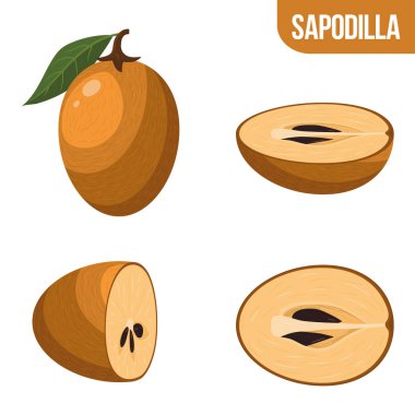 Beyaz arka planda izole edilmiş taze, yarım dilimli sapodilla meyveleri seti. Sağlıklı yaşam için yaz meyveleri. Organik meyve. Çizgi film tarzı. Herhangi bir tasarım için vektör illüstrasyonu.