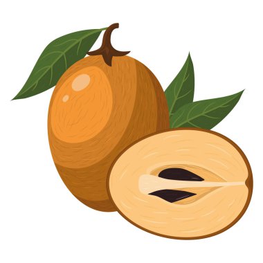 Beyaz arka planda izole edilmiş taze ve yarım kesilmiş sapodilla meyvesi. Sağlıklı yaşam için yaz meyveleri. Organik meyve. Çizgi film tarzı. Herhangi bir tasarım için vektör illüstrasyonu.
