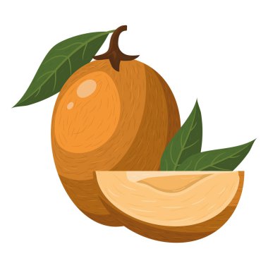 Beyaz arka planda izole edilmiş taze ve kesilmiş sapodilla meyvesi. Sağlıklı yaşam için yaz meyveleri. Organik meyve. Çizgi film tarzı. Herhangi bir tasarım için vektör illüstrasyonu.