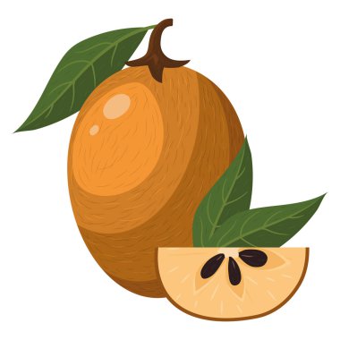 Beyaz arka planda izole edilmiş taze ve kesilmiş sapodilla meyvesi. Sağlıklı yaşam için yaz meyveleri. Organik meyve. Çizgi film tarzı. Herhangi bir tasarım için vektör illüstrasyonu.