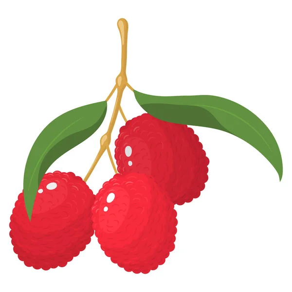 Rama Frutos Lichi Con Hojas Aisladas Sobre Fondo Blanco Frutas — Vector de stock