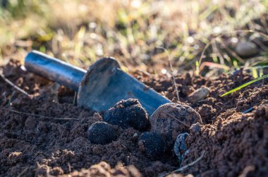 Mantarları bulmak için kazıyoruz. Yüksek kalite fotoğraf