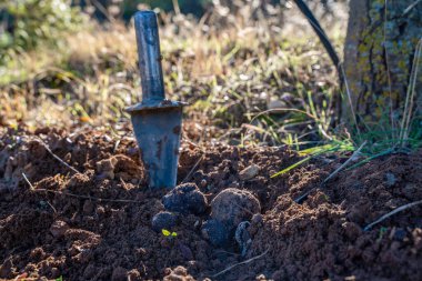 Yerdeki trüf mantarları. Yüksek kalite fotoğraf