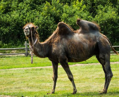 Çayırda otlayan bir hayvan.