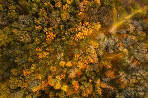Bosque amarillo otoñal - vista aérea superior — Foto de Stock