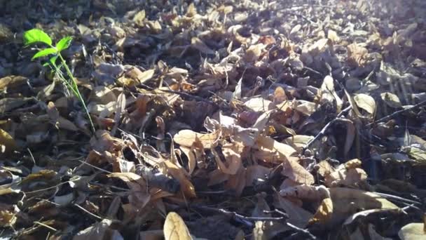 Paisaje otoñal en el bosque con inflorescencias de cal seca y un destello de luz a través de troncos de árboles — Vídeos de Stock