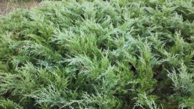 Ardışık yatay orta sınıf panoraması hızla büyüyor.. 