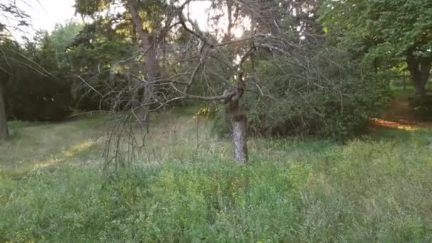 Draaiend schot van een droge boom in het park - bezienswaardigheid. — Stockvideo