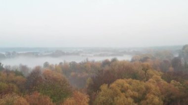 Sonbaharda sisli bir sabahta ağaçların üzerinde sararmış yapraklarla uçuyor.