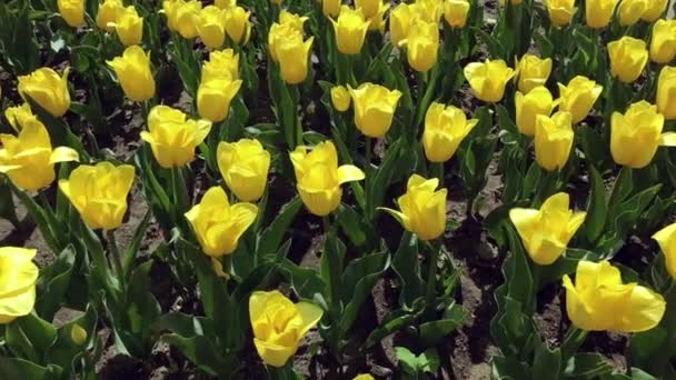 Sarı laleli çiçek tarhı. Bir sürü parlak sarı lale. — Stok video
