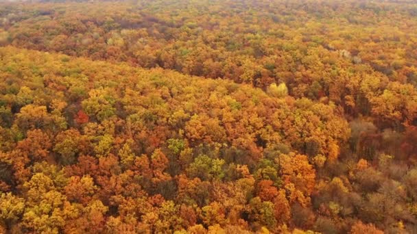 Autumnn Fall season concept - fall foliage in temperate deciduous forest - Drone flying shot.