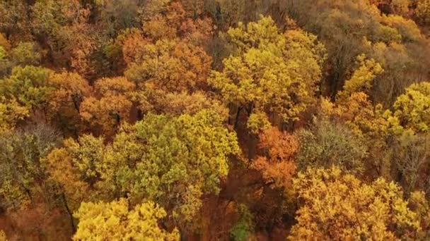 Bajo vuelo sobre árboles caducifolios densos follaje amarillo en otoño — Vídeo de stock