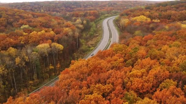 Drone Dolly Out voando sobre folhagem amarela densas árvores caducas no outono — Vídeo de Stock