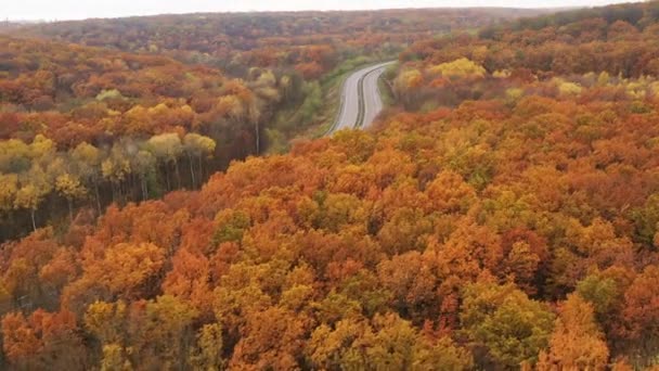 Політ безпілотника над ландшафтом осіннього лісу з листяними деревами та апельсиновим листям — стокове відео