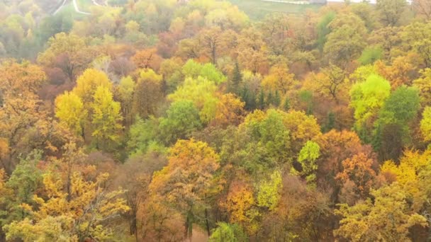 在秋天公园的五彩斑斓的树梢上飞翔- -无人机射击 — 图库视频影像