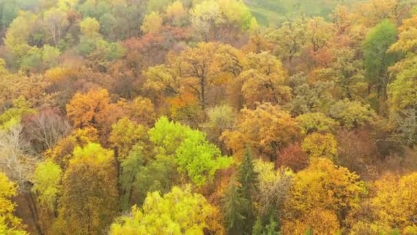 秋天公园里的五彩缤纷的树木上盘旋-倾斜和潘德龙射击- ProRes HQ 4K — 图库视频影像