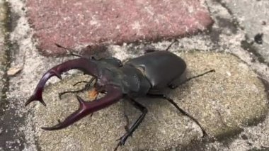 Böcek Geyiği kaldırımda sürünür - makro çekim