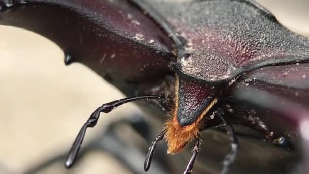 Het hoofd van kever hert met hoorns en antennes - macro shot — Stockvideo