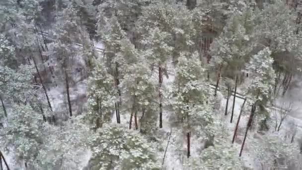 Winter Forest Tilt and Pan shot over de weg - Drone uitzicht op een besneeuwde bosweg tijdens sneeuwachtig weer — Stockvideo