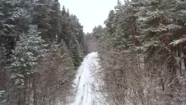 Winterwald POV über Straße - Ego-Blick auf eine verschneite Forststraße bei verschneitem Wetter — Stockvideo