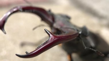 Geyik Böceği yüksek savunma pozisyonunda duruyor. Seçici odaklı makro atış.