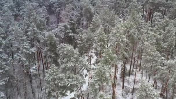 Drohnenblick auf die hohen schneebedeckten Kiefern verschneiten Wald und Straße bei verschneitem Wetter — Stockvideo