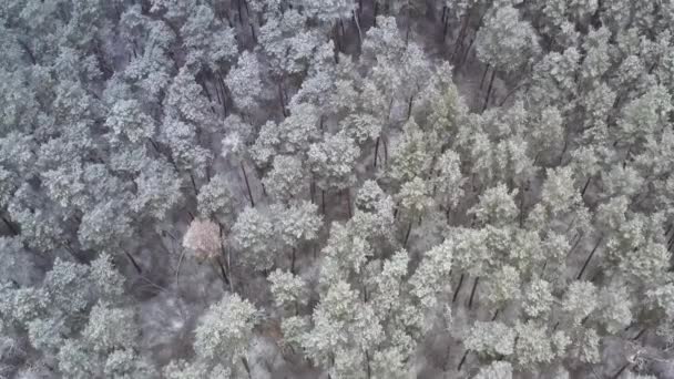 Naklonění Reveal Dron záběr s texturou zimní Borovice sněžný les za sněhového počasí — Stock video