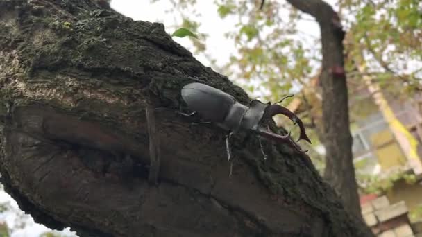 Жук-олень ползает по стволу дерева — стоковое видео
