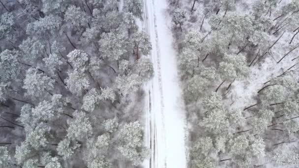 Inclinación Revelar Drone arriba hacia abajo tiro con la carretera en invierno Pine Woodland bosque nevado durante el tiempo nevado — Vídeo de stock