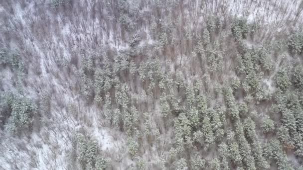 Újraerdősítés egy fenyőerdőben télen - pályára állás drónlövéssel. — Stock videók