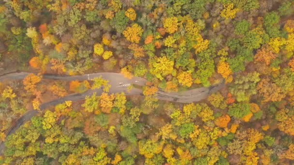 가을 가을 잎 온화 한 낙엽수림 산책 경로 - Drone Top View shot - ProRes HQ — 비디오