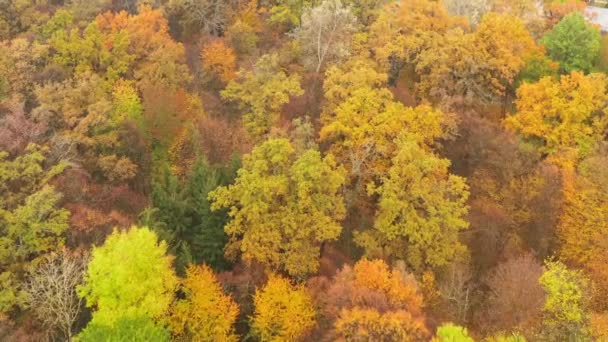 Voando sobre as coroas multicoloridas de árvores no parque de outono - Drone shot - ProRes HQ 4K — Vídeo de Stock