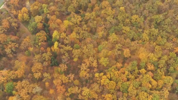 Otoño árboles de temporada de follaje - en el bosque caducifolio templado - Drone Top View tiro volador. — Vídeo de stock