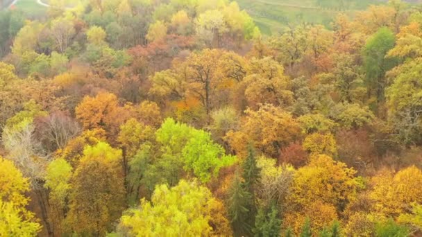 Flyg över flerfärgade träd Foliage i höstparken - Tilt and Pan Drone shot - ProRes HQ — Stockvideo