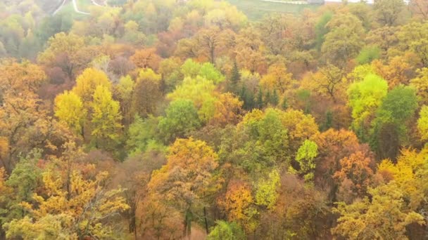 Volare sulle cime degli alberi multicolori nel parco autunnale - Drone shot — Video Stock