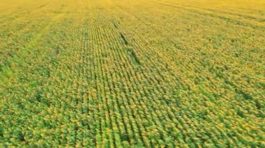 Çiçek açan ayçiçeği tarlası - güneşli havada gün boyunca insansız hava aracının yörüngesinde çekim yapar.